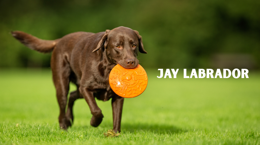 Jay Labrador: An Expert’s Guide to the Labrador Retriever Breed